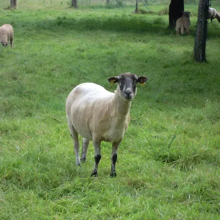 Printemps Ete Automne * Criquetot-le-Mauconduit